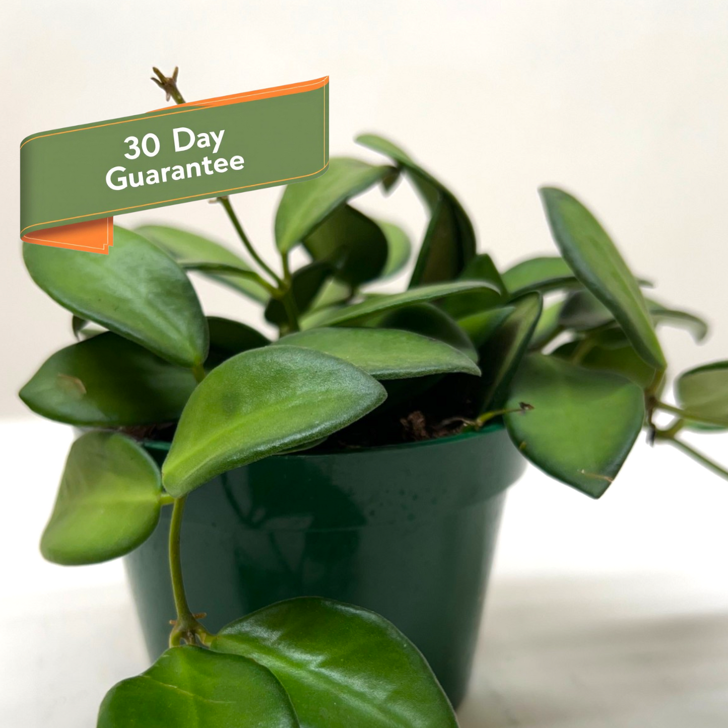 Hoya Burtoniae Plant Live Low Maintenance House Plant Hanging Vining