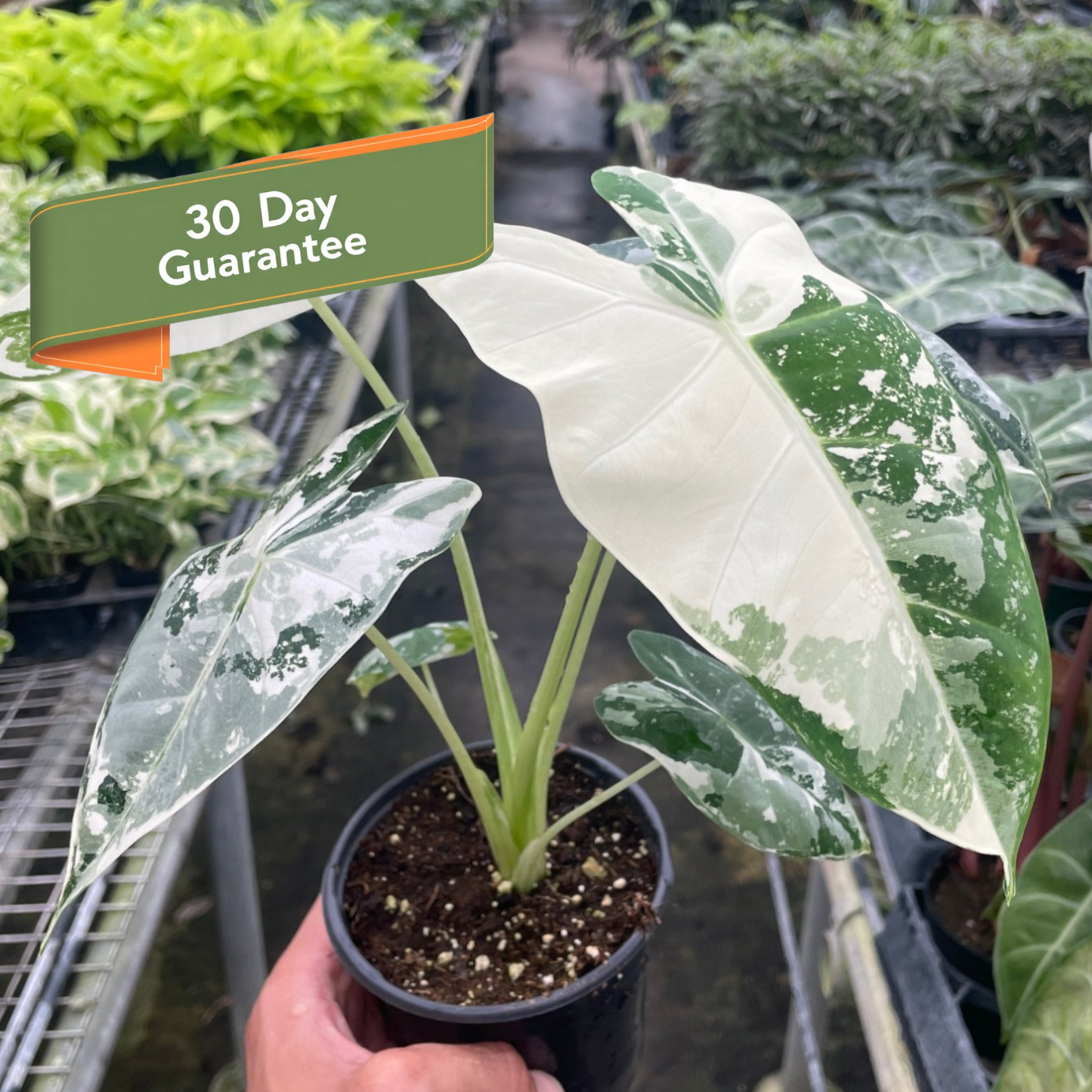 Variegated Alocasia Frydek Micholitziana Plant Live House Plant