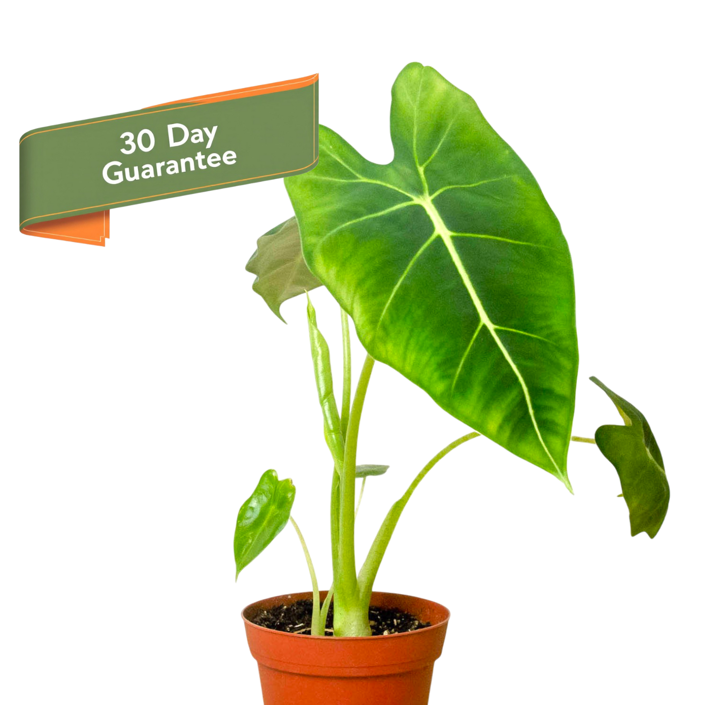 Alocasia Frydek Micholitziana Plant Live House Plant