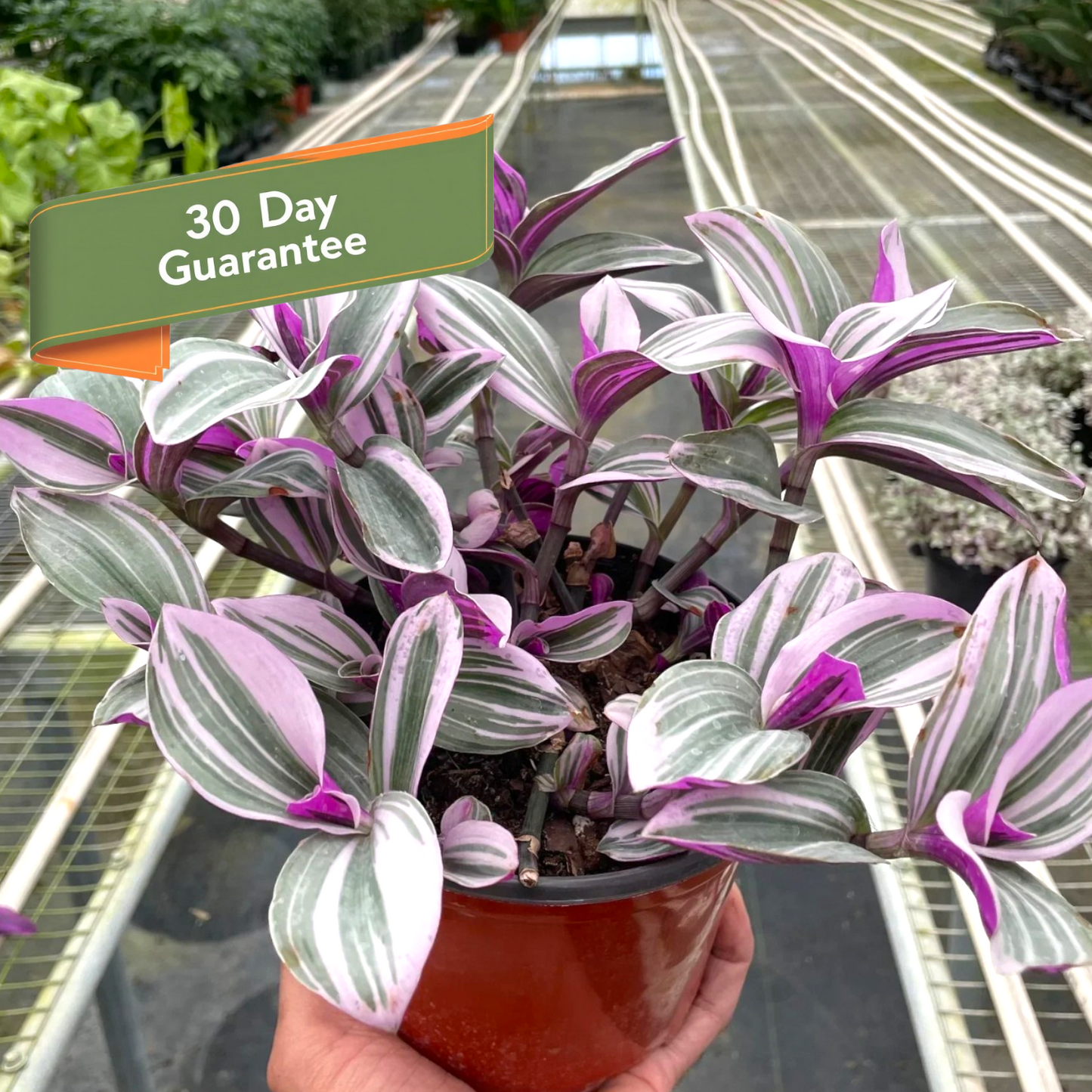 Tradescantia Nanouk Plant Purple House Plant Vining Hanging