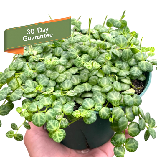 Peperomia Prostrata String of Turtles Plant Live House Plant Hanging Indoor Plant Vining Succulent