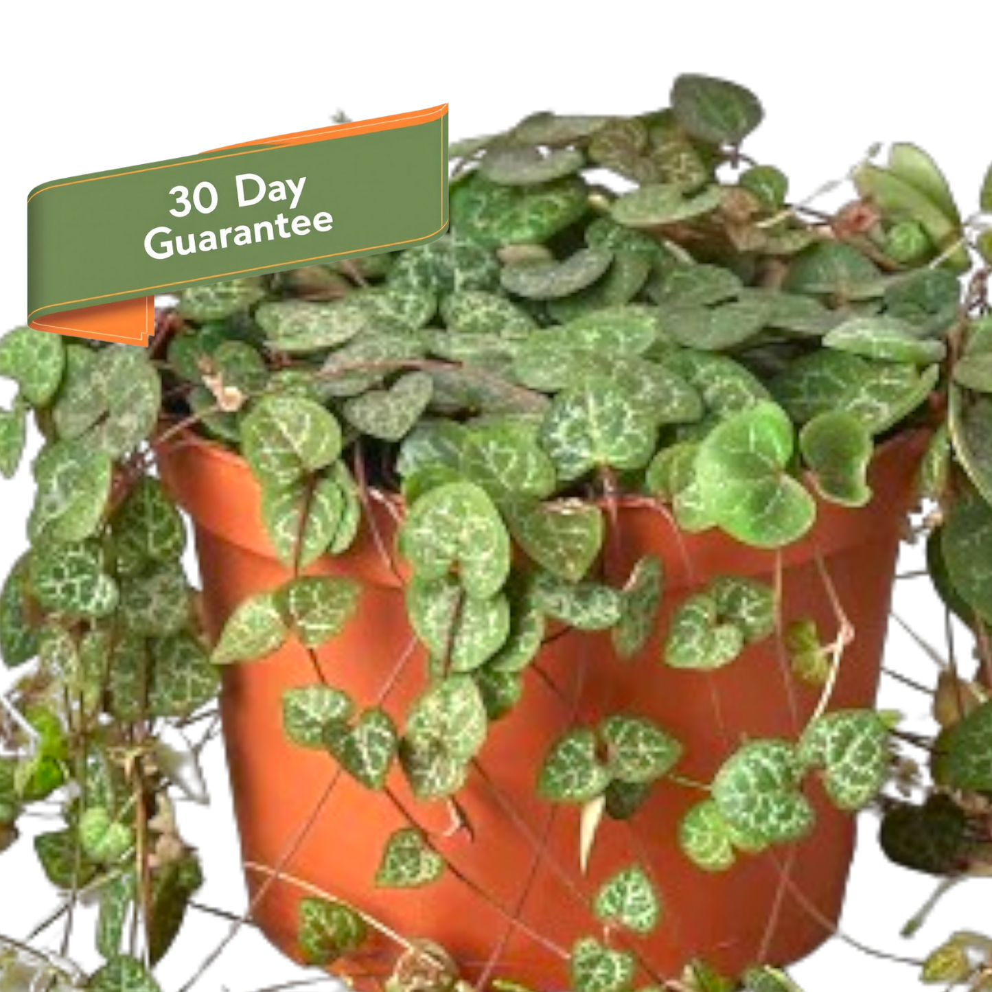 Succulent String of Hearts Plant Live House Plant Hanging Indoor Plant Vining Succulent