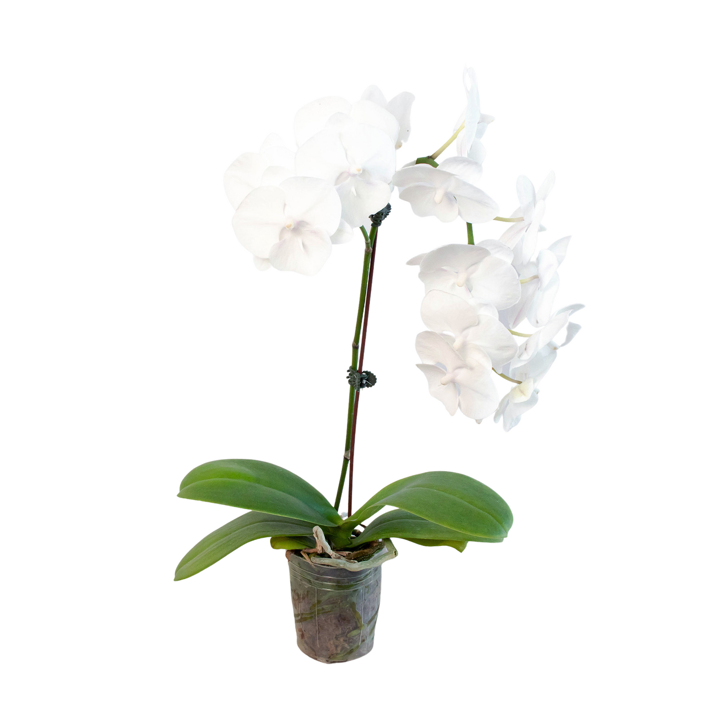 Orchid White Phalaenopsis