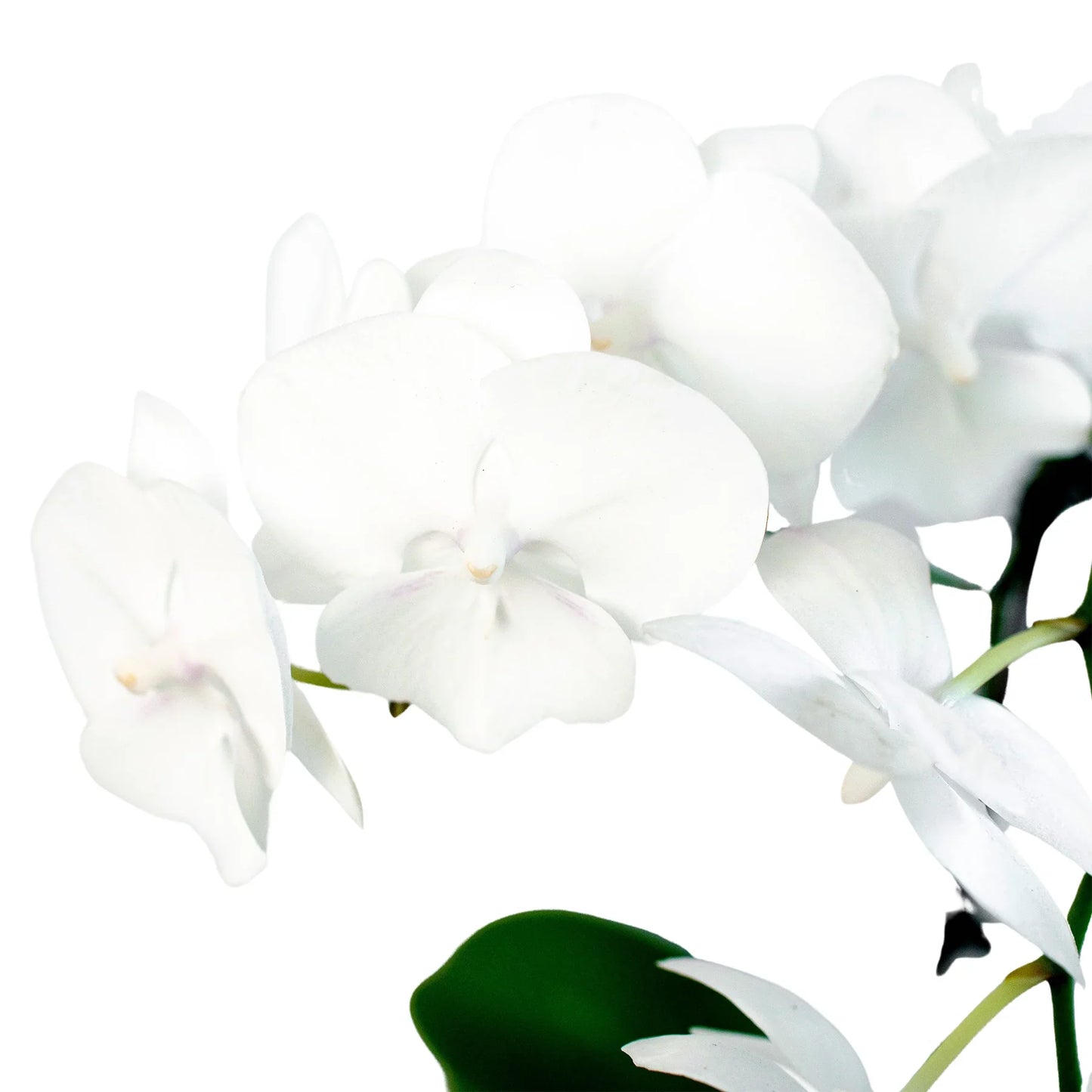 Orchid White Phalaenopsis