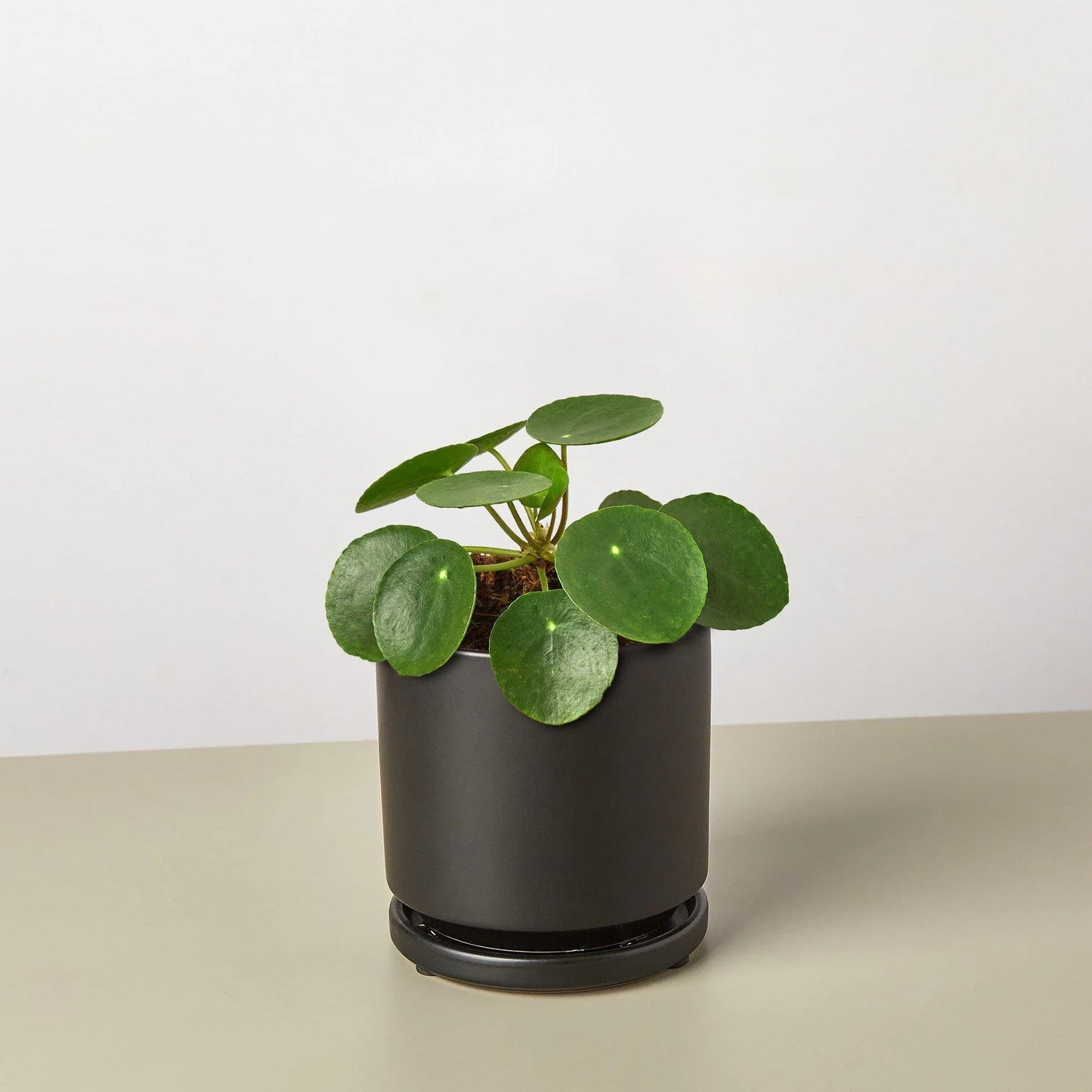 Pilea Peperomioides Chinese Money Plant Live Paludarium Plant Terrarium Plant House Plant Indoor