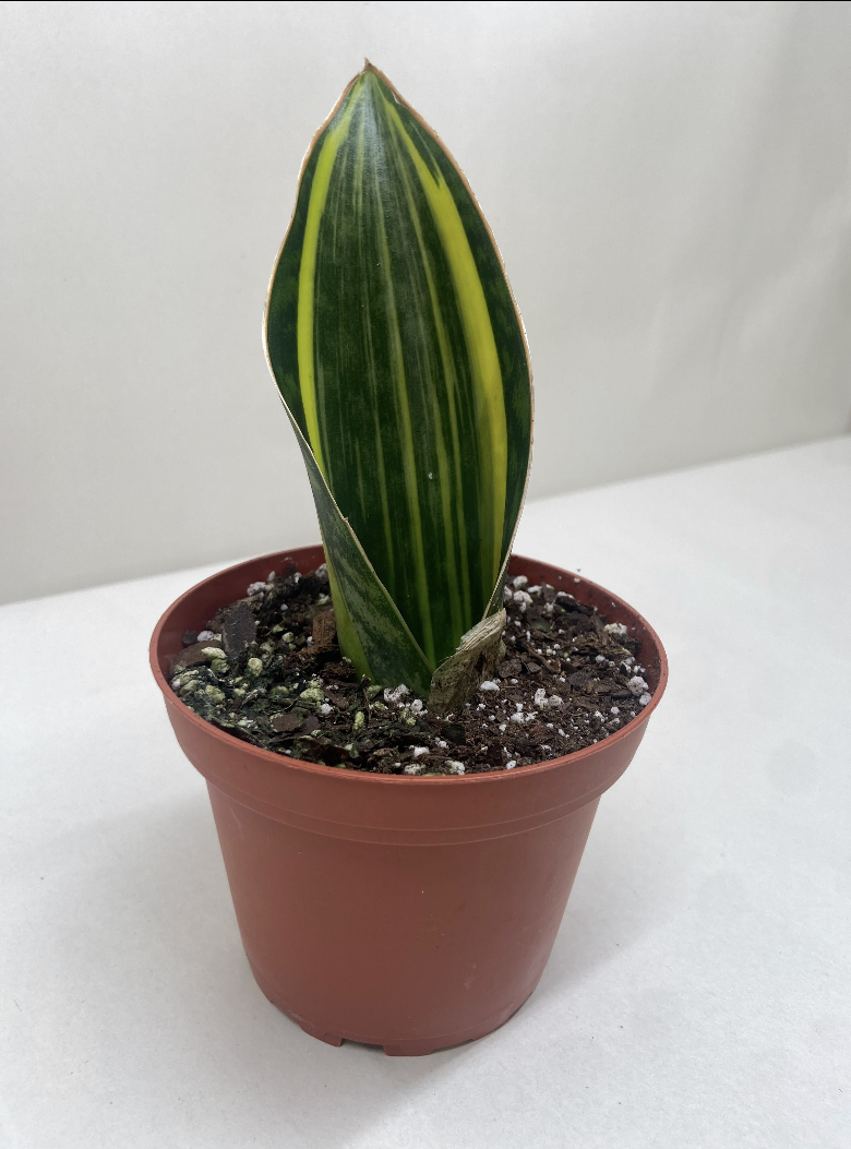 Variegated Shark Fin Snake Plant Plant Live House Plant Low Maintenance Easy Care Low Light Air Purifying Plant