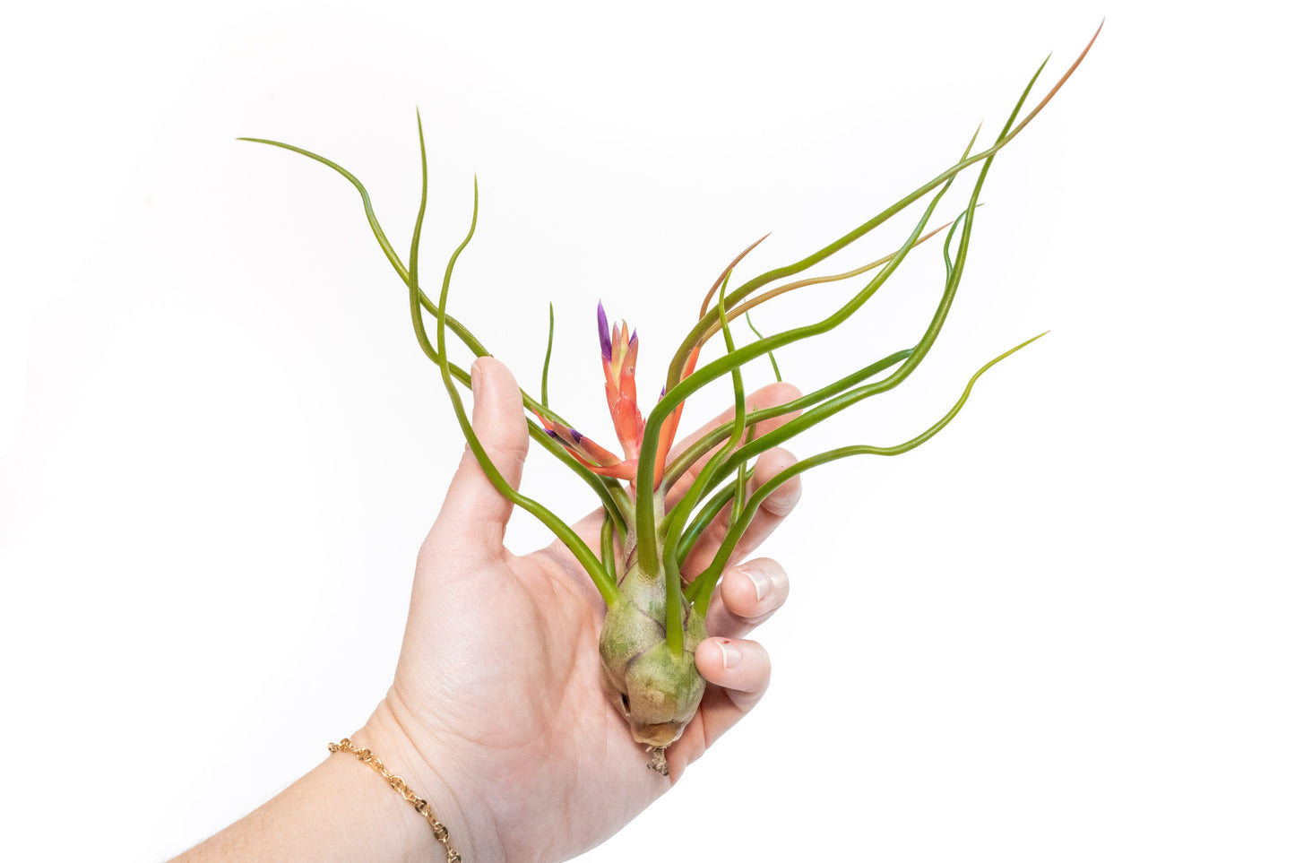 Large Tillandsia Air Plant Variety Pack 5 Big Air Plants Xerographica Bulbosa Belize Harrisii Caput Medusae Juncea Capitata Peach