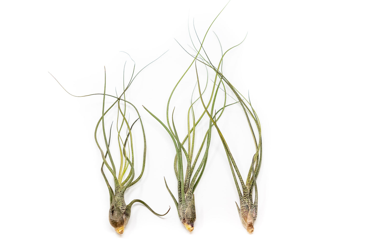 Tillandsia Air Plants Set of 9 or 18 Air Plants Live Bulk