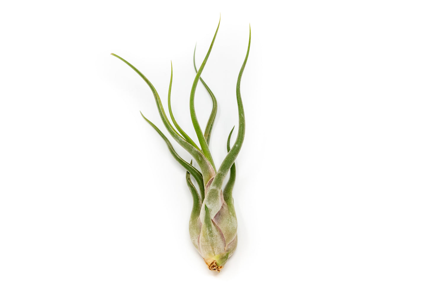 Large Tillandsia Air Plant Variety Pack 5 Big Air Plants Xerographica Bulbosa Belize Harrisii Caput Medusae Juncea Capitata Peach