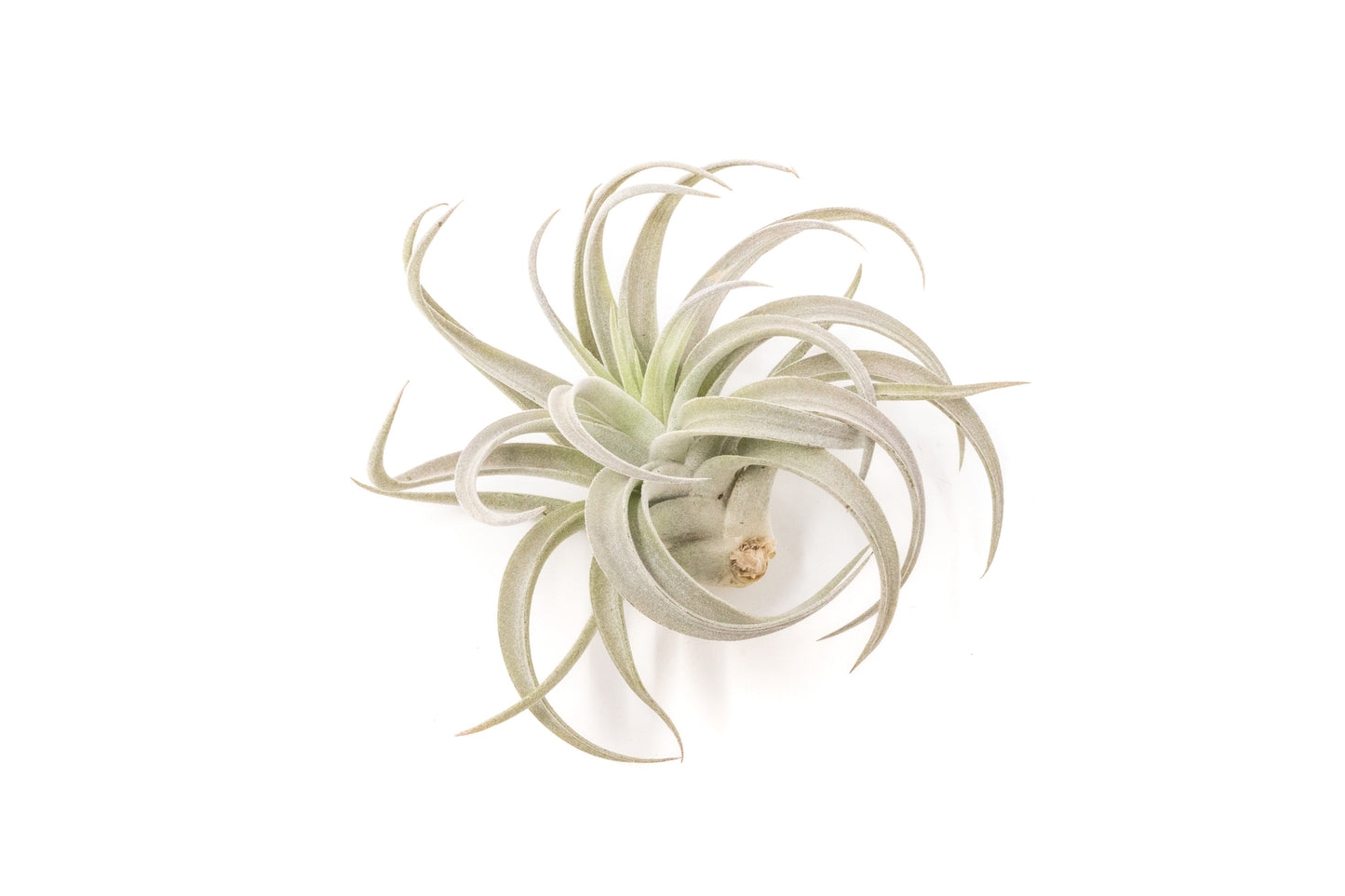 Large Tillandsia Air Plant Variety Pack 5 Big Air Plants Xerographica Bulbosa Belize Harrisii Caput Medusae Juncea Capitata Peach