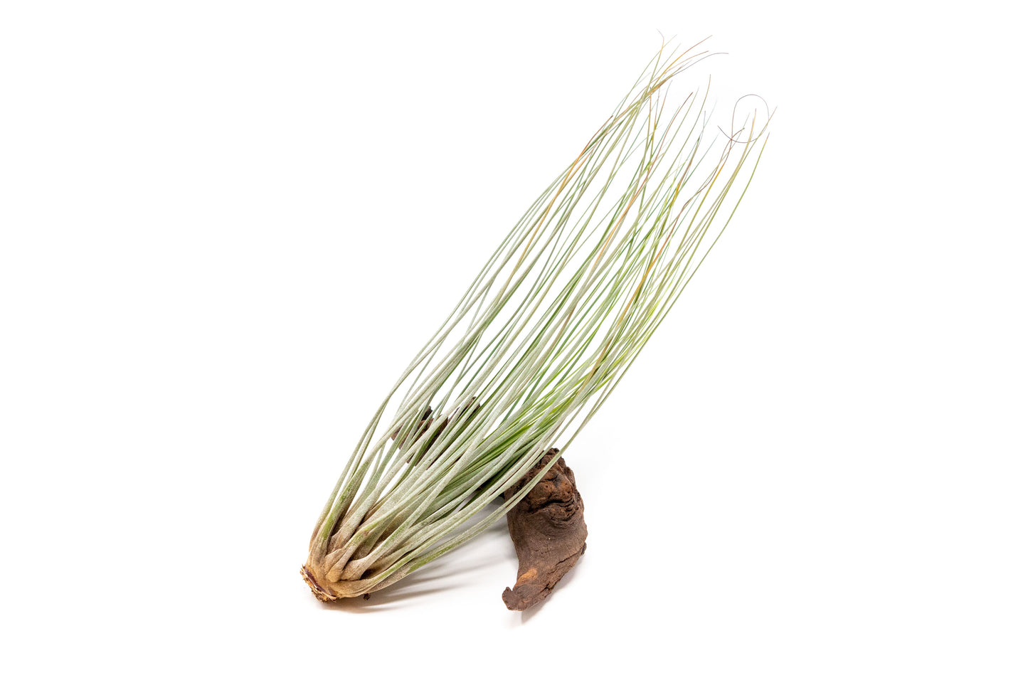 Large Tillandsia Air Plant Variety Pack 5 Big Air Plants Xerographica Bulbosa Belize Harrisii Caput Medusae Juncea Capitata Peach