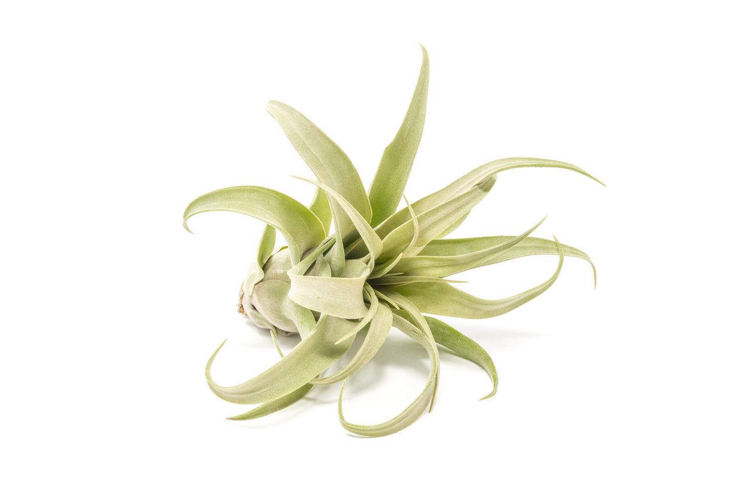 Jumbo Tillandsia Streptophylla Air Plants