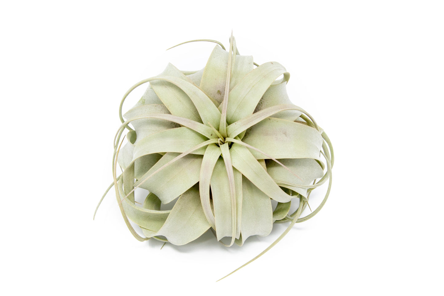Large Tillandsia Air Plant Variety Pack 5 Big Air Plants Xerographica Bulbosa Belize Harrisii Caput Medusae Juncea Capitata Peach
