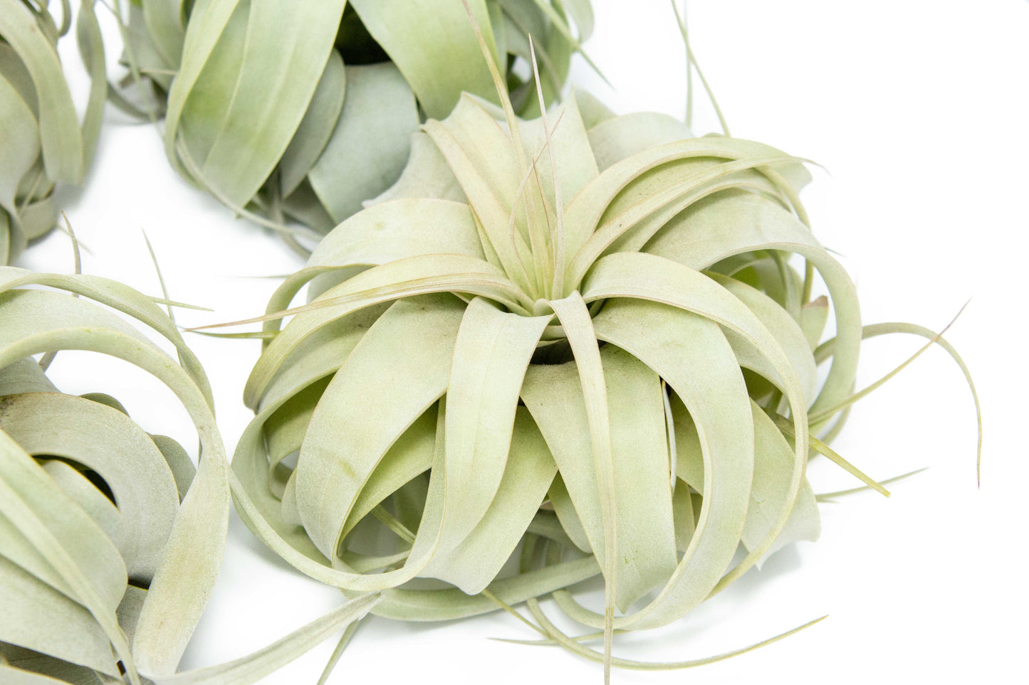 Tillandsia Xerographica Air Plant Small