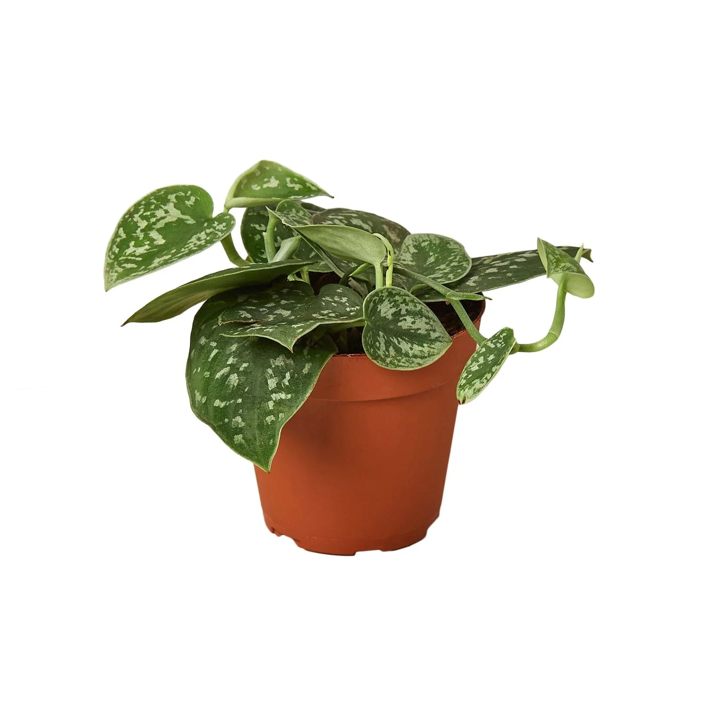 Satin Pothos Plant Live Pothos Rare House Plant Hanging Indoor Plant Vining Plant Rooted Pothos in Pot XXL Pothos Aquarium Paludarium