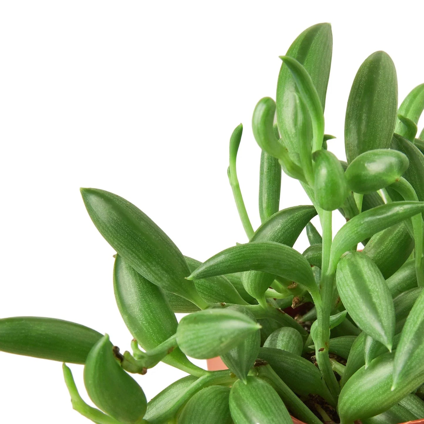 String of Bananas Succulent Live Hanging House Plant Low Maintenance Hanging Indoor Plant