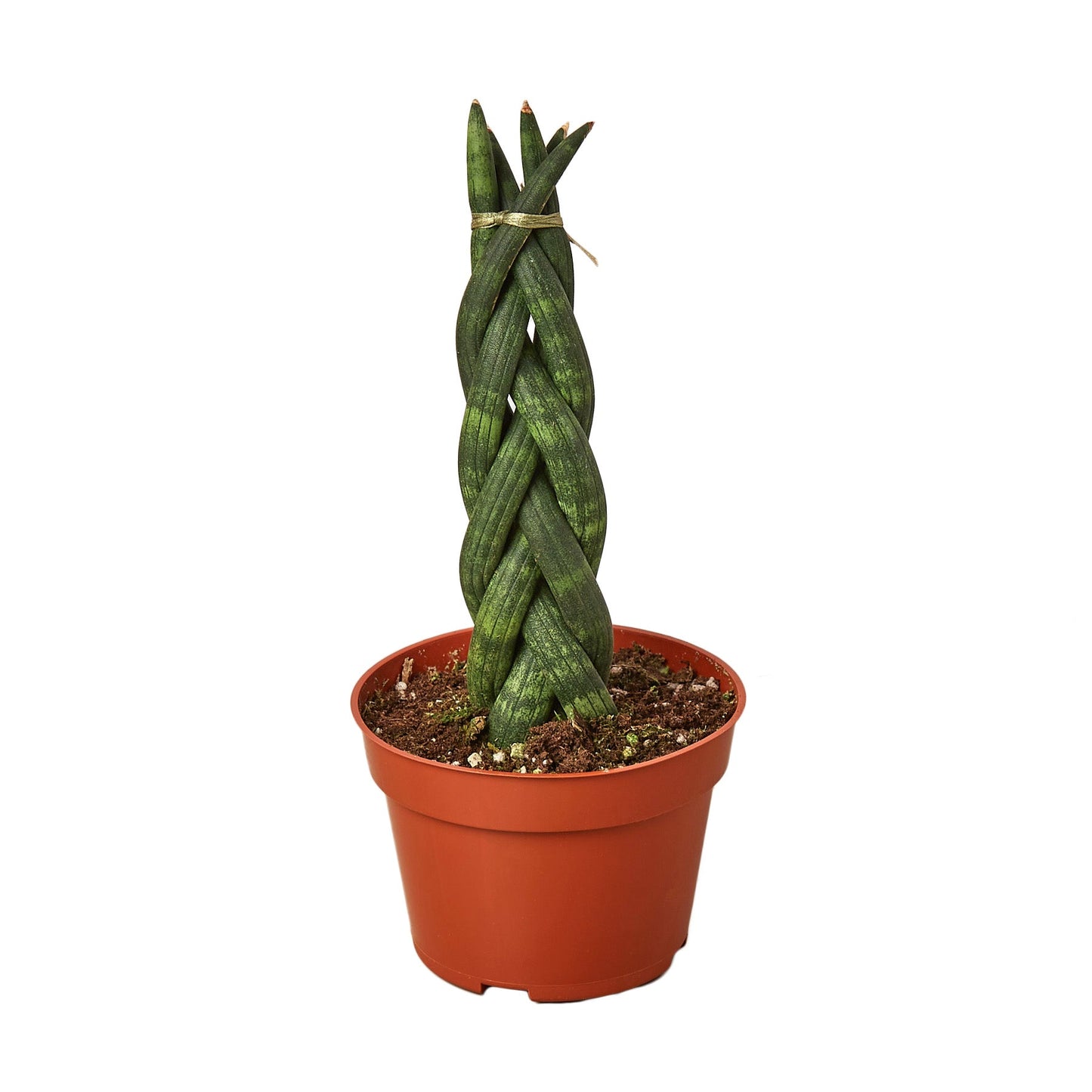 Snake Plant Braided Plant Live House Plant Low Maintenance Easy Care Low Light Air Purifying Plant Air Cleaning Live Indoor