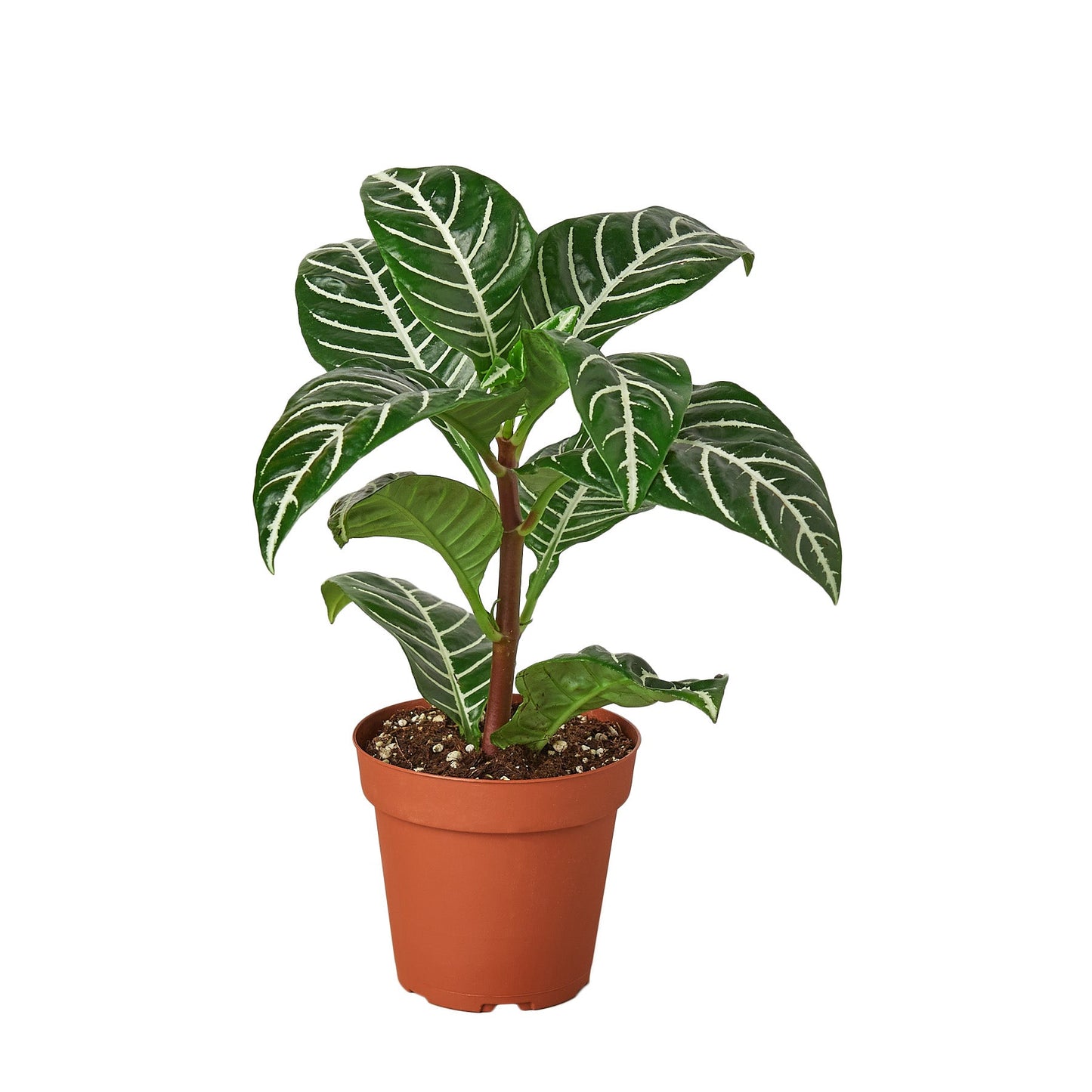 Zebra Aphelandra Plant Live Indoor Plant Easy Care House Plant Low Maintenance Striped Plant
