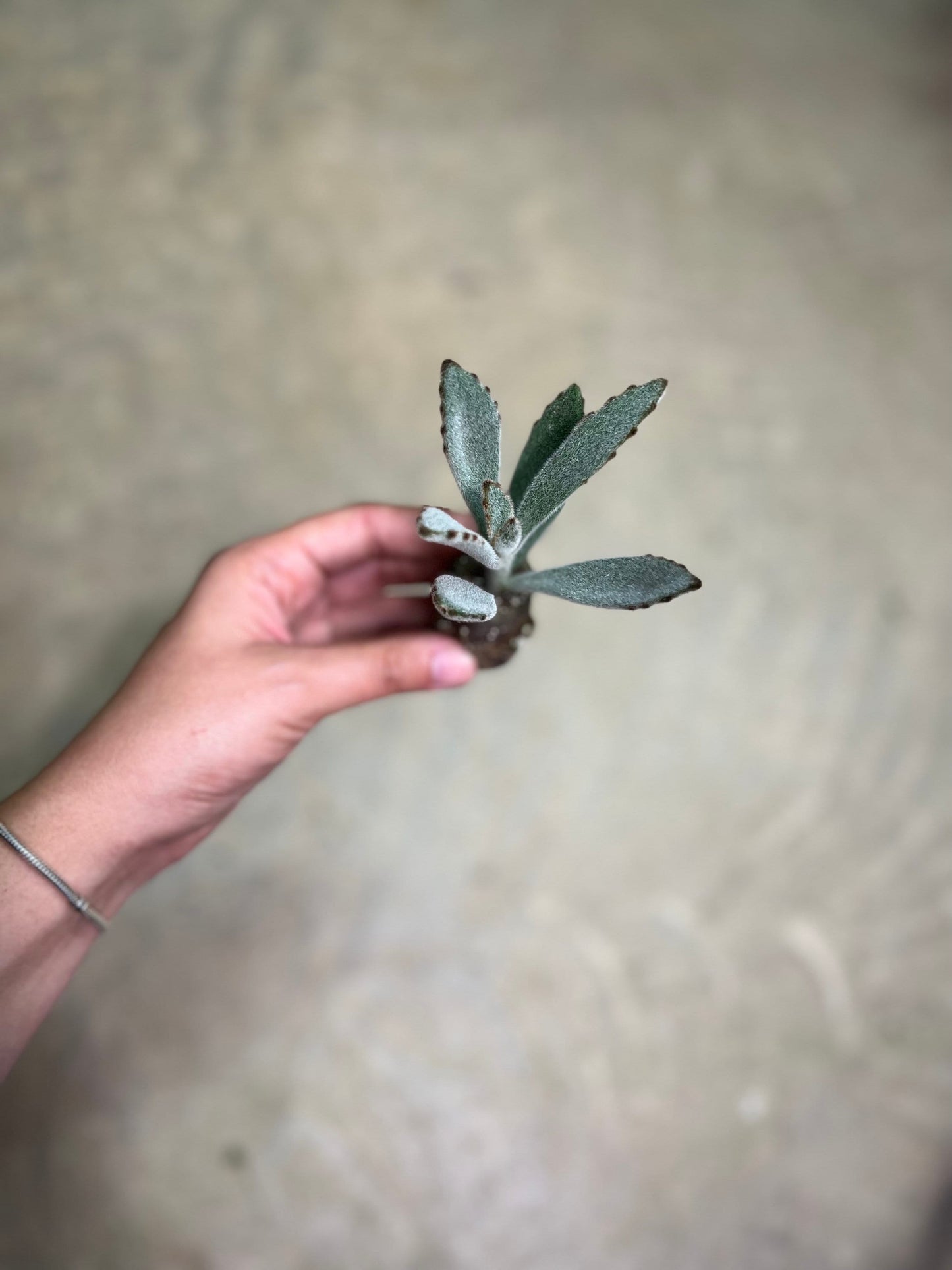 Panda Plant Kalanchoe Tomentosa Rooted Starter Live Plant Fuzzy House Plants Succulent Gift for Succulent Lover