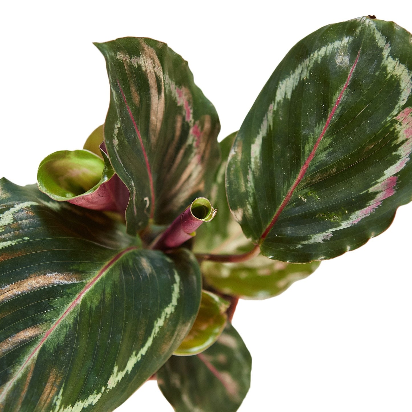 Calathea Roseopicta Medallion
