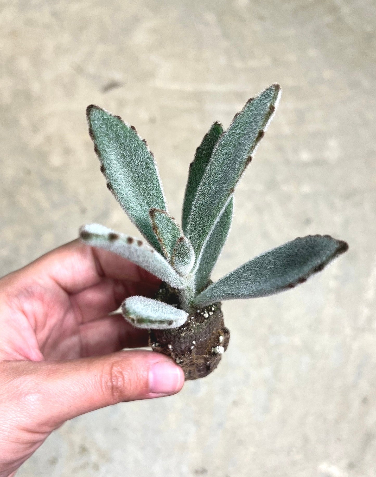 Panda Plant Kalanchoe Tomentosa Rooted Starter Live Plant Fuzzy House Plants Succulent Gift for Succulent Lover