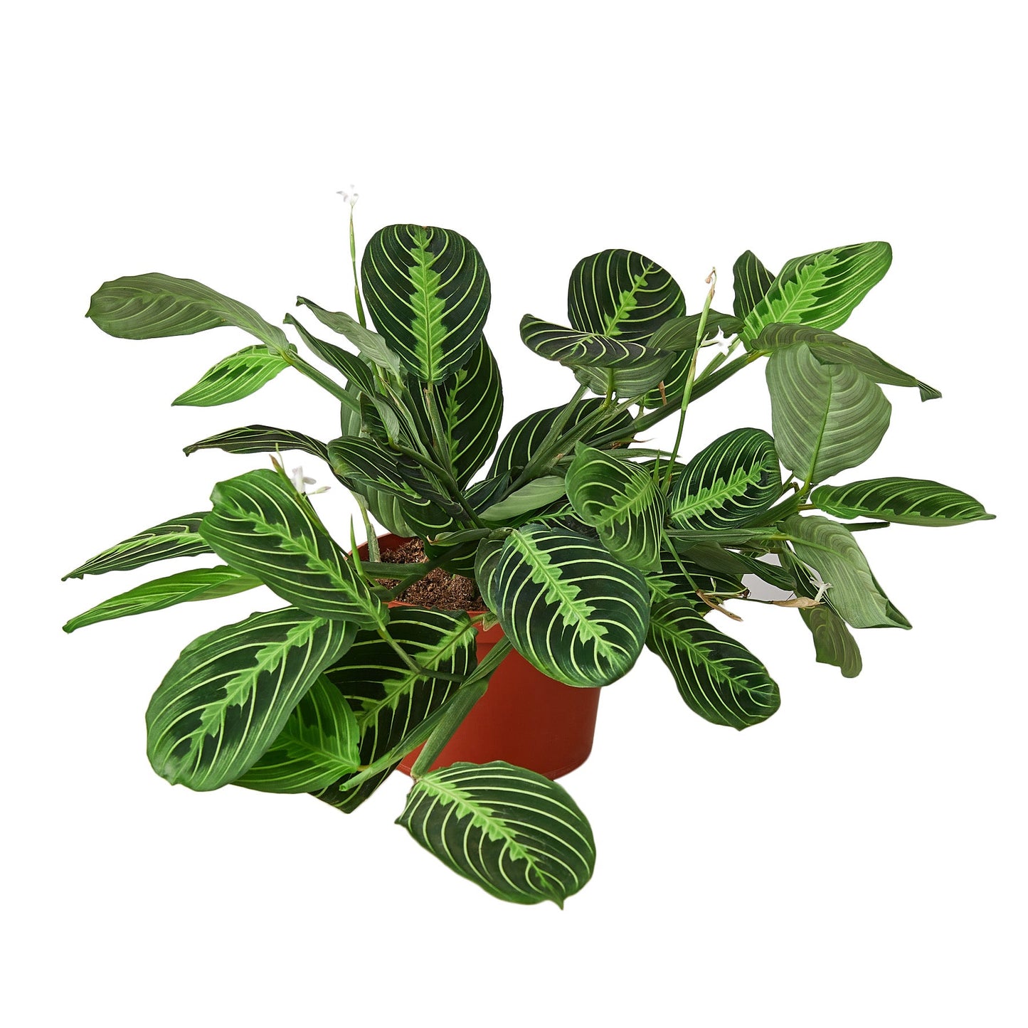 Maranta Lemon Lime Prayer Plant Live House Plant
