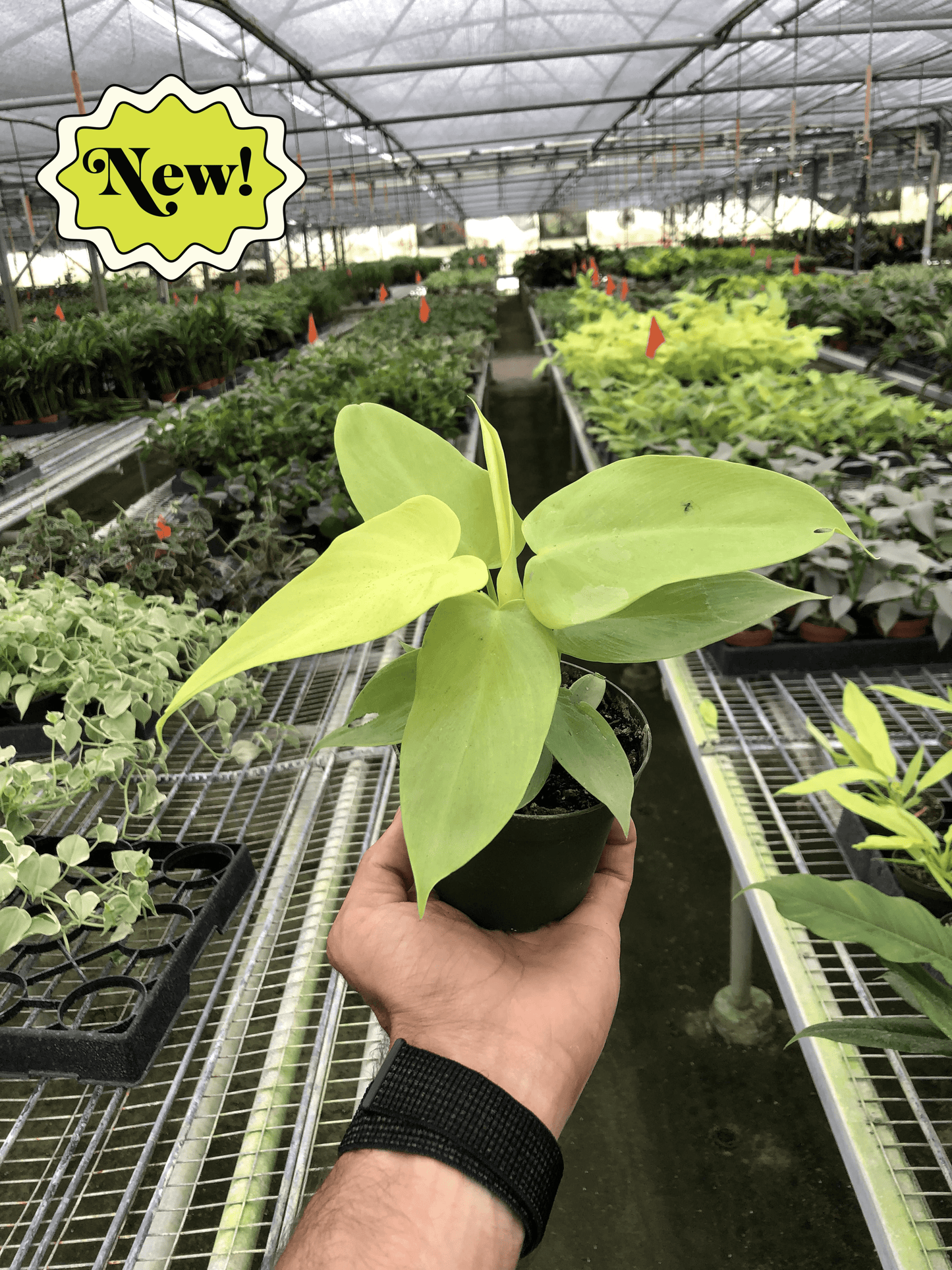 Philodendron Gold Violin