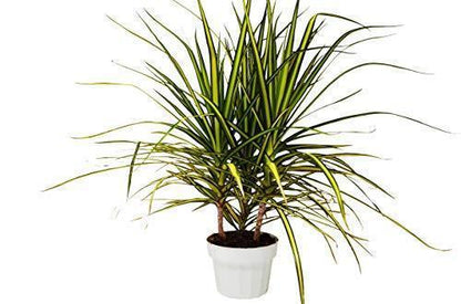 Dracaena Marginata Sunshine