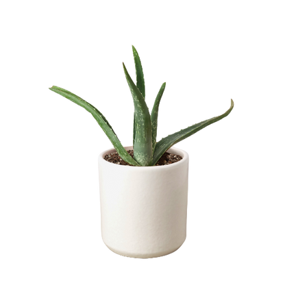 Aloe Vera Live House Plant Low Maintenance Indoor Plant