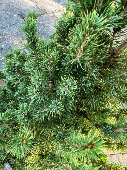 Mini Christmas Tree Plant Live Dwarf Alberta Spruce 26” Tall 6” Pot Christmas Tabletop Tree