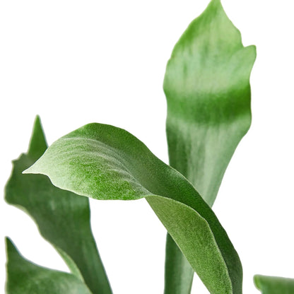 Staghorn Fern Plant Live House Plant Trending Indoor Plant