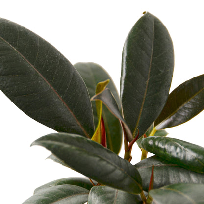 Ficus Elastica Burgundy Plant