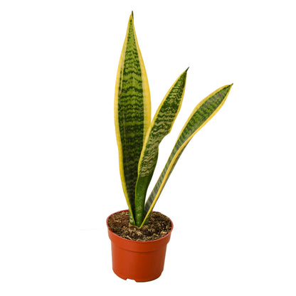 Snake Plant Laurentii Plant Live House Plant Low Maintenance Easy Care Low Light Air Purifying Plant Air Cleaning Live Indoor