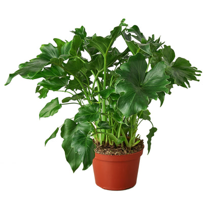 Philodendron Little Hope Plant Live House Plant