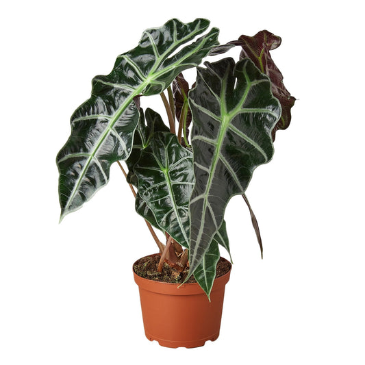 Alocasia Polly African Mask