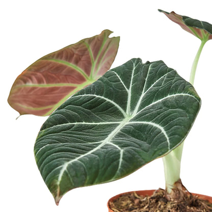 Alocasia Reginula Black Velvet