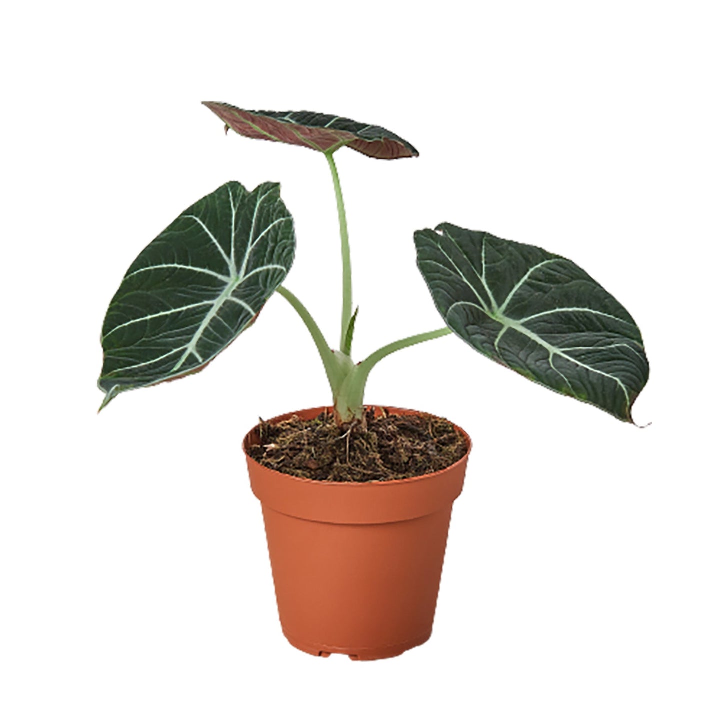 Alocasia Reginula Black Velvet