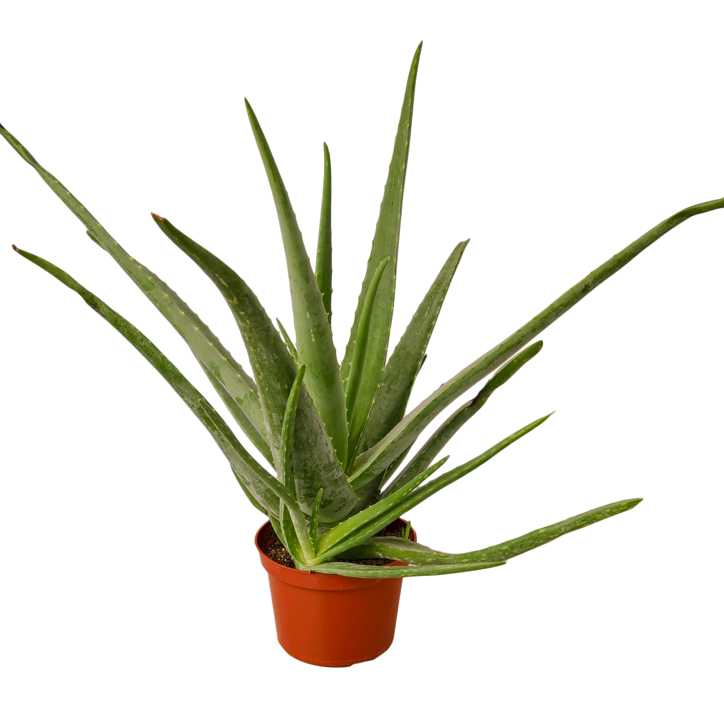 Aloe Vera Live House Plant Low Maintenance Indoor Plant