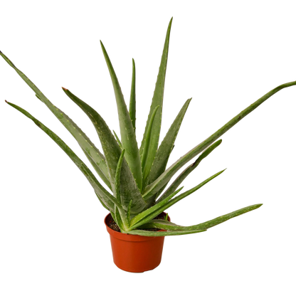 Aloe Vera Live House Plant Low Maintenance Indoor Plant