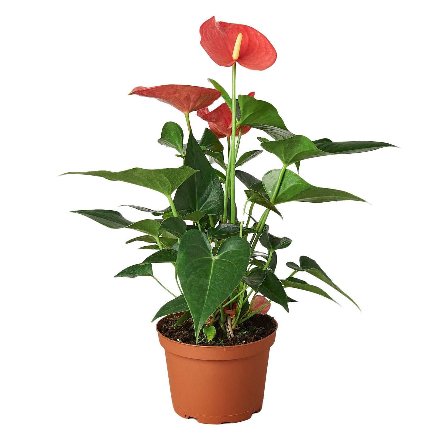 Anthurium Pink Plant Live Anthurium Plant Tropical House Plant Rare Indoor Plant