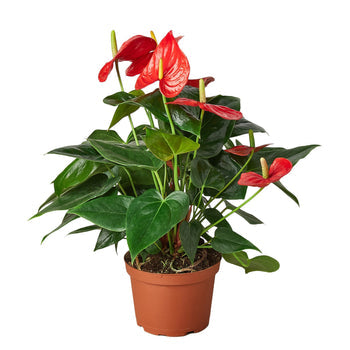 Anthurium Red Plant Live Anthurium Plant Tropical House Plant Rare Indoor Plant