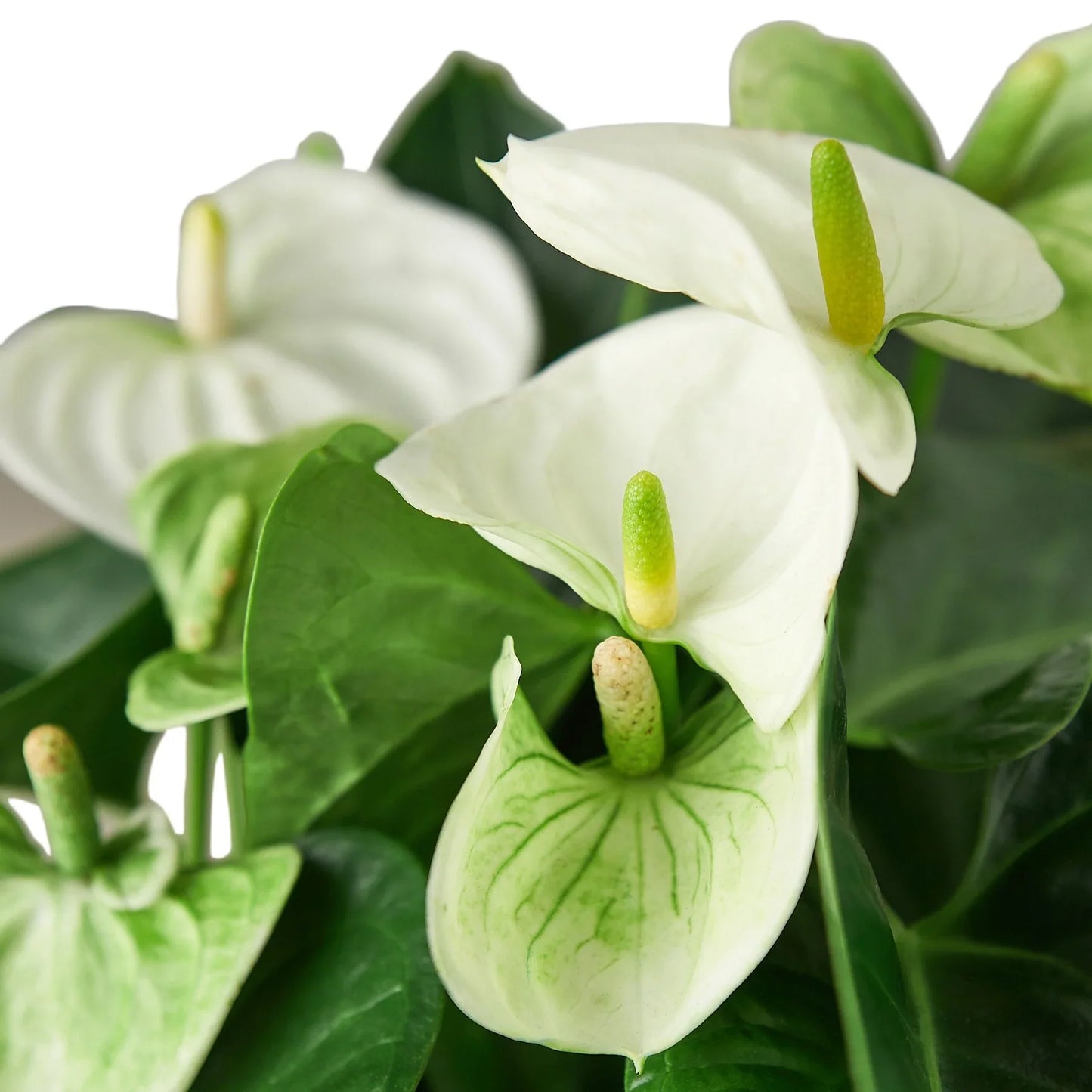 Anthurium White Plant Live Anthurium Plant Tropical House Plant Rare Indoor Plant