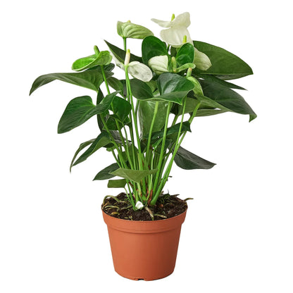 Anthurium White Plant Live Anthurium Plant Tropical House Plant Rare Indoor Plant