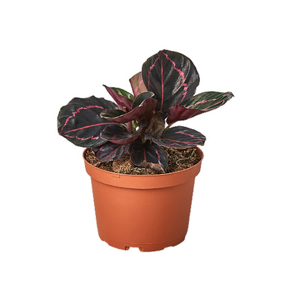 Calathea Dottie Plant Purple Calathea Live House Plant Fuchsia Hot Pink Plant