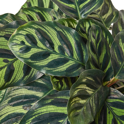 Calathea Makoyana