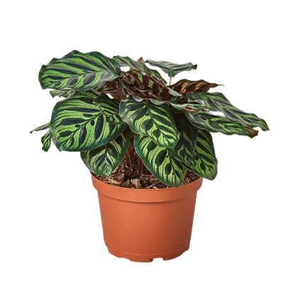 Calathea Makoyana