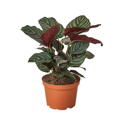 Calathea Ornata