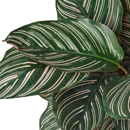 Calathea Ornata