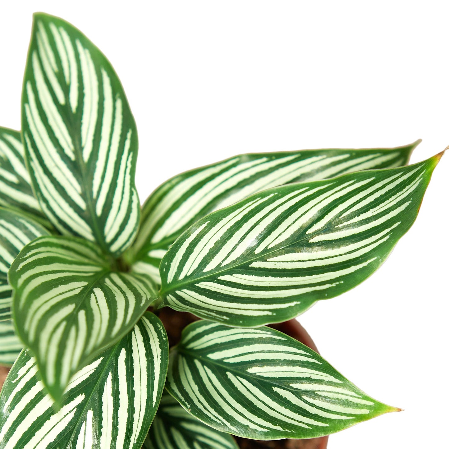 Calathea Vittata