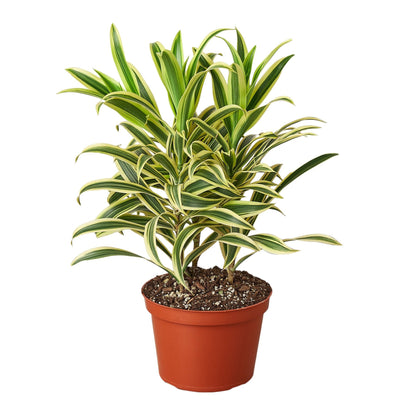 Dracaena Song of India